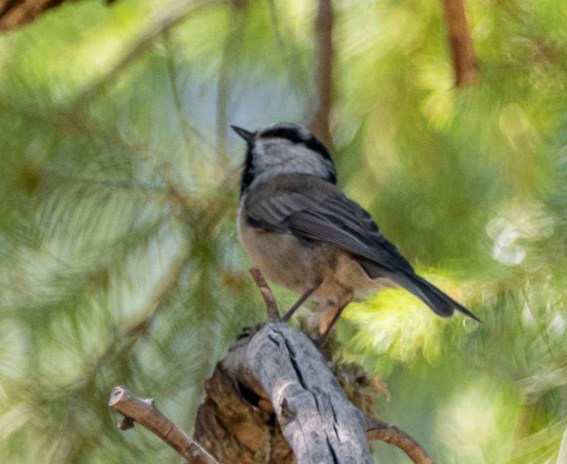Mountain Chickadee - ML640063941