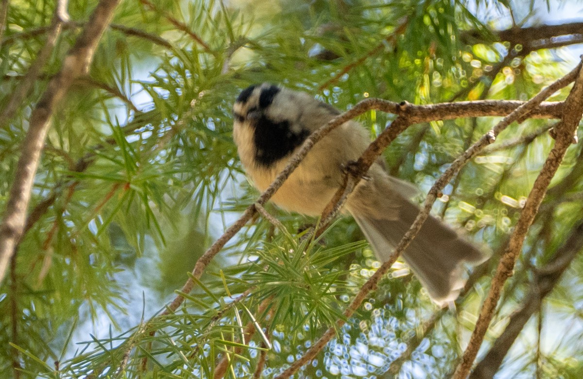 Mountain Chickadee - ML640063942