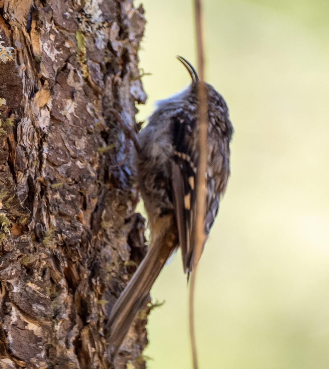Brown Creeper - ML640063946