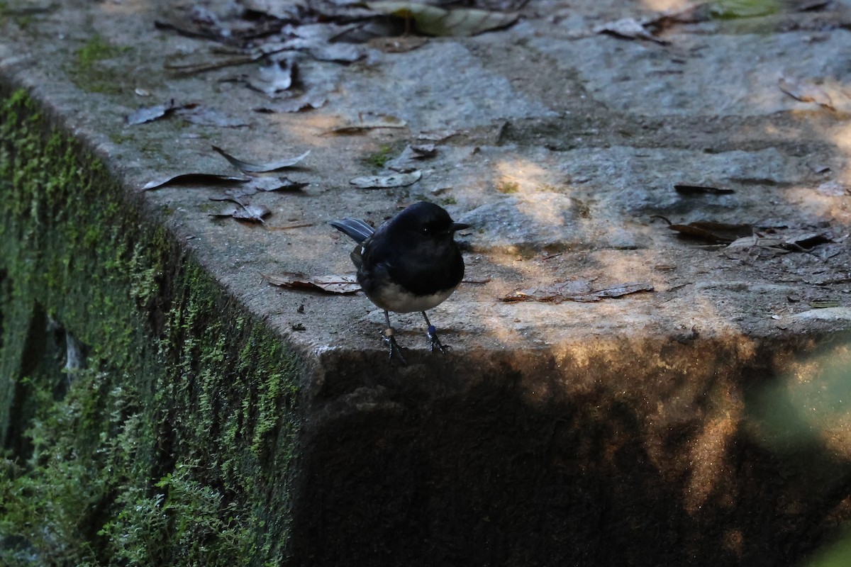 Madagascar Magpie-Robin - ML640063953