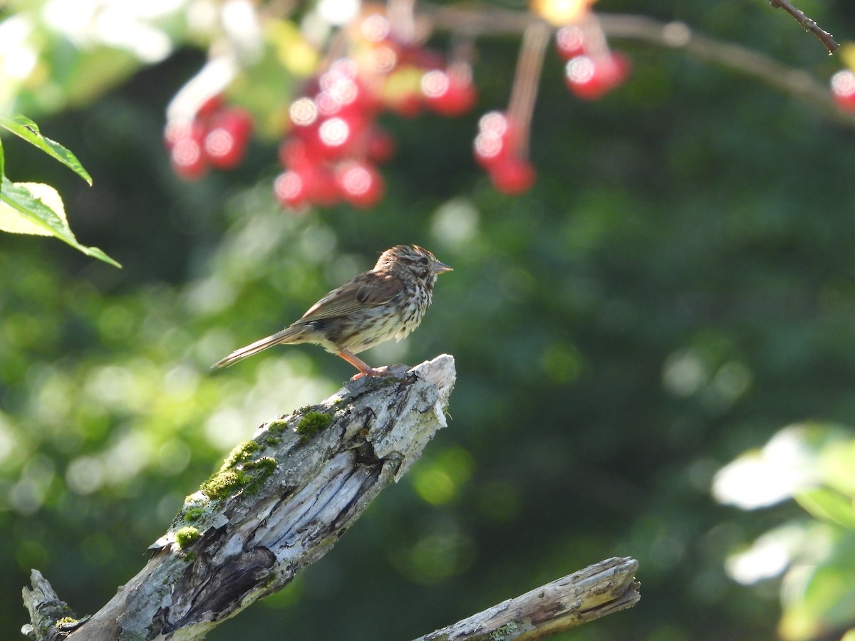 Song Sparrow - ML640063958
