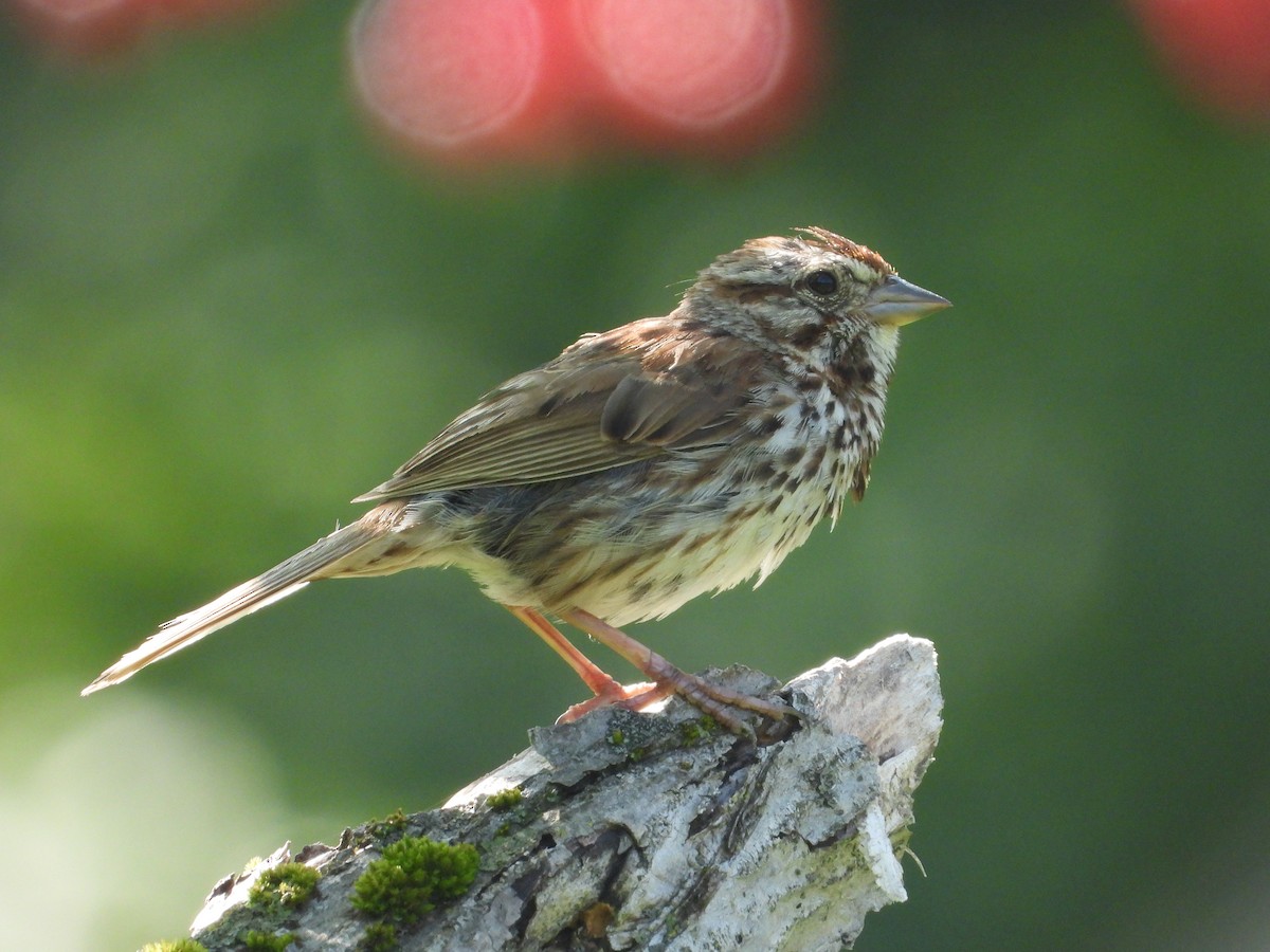 Song Sparrow - ML640063959