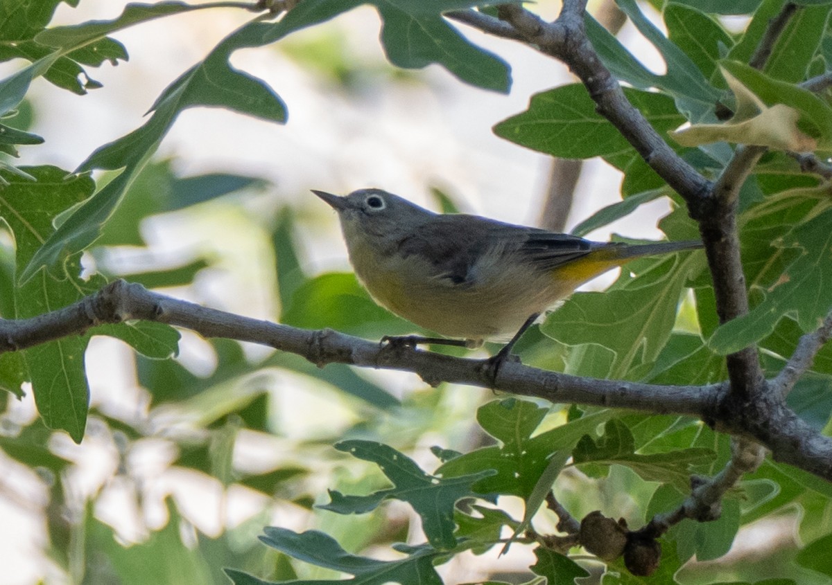 Virginia's Warbler - ML640063960