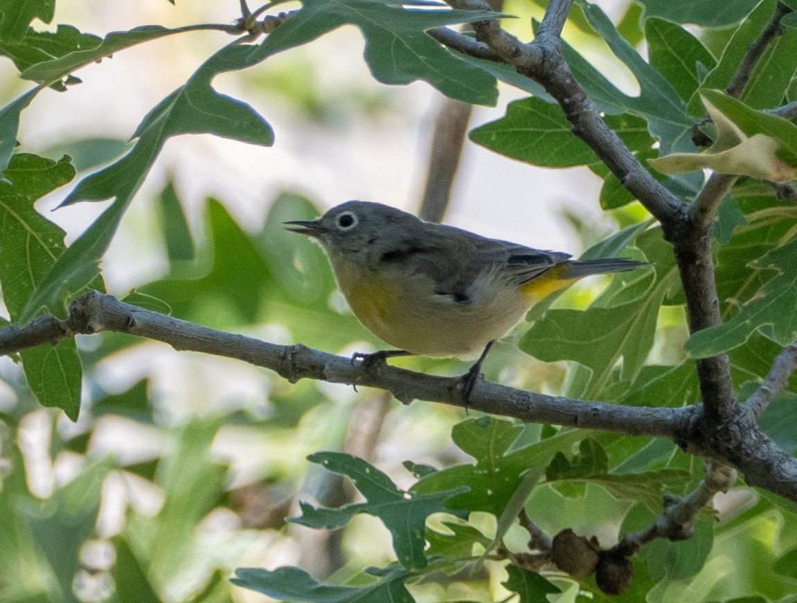Virginia's Warbler - ML640063961