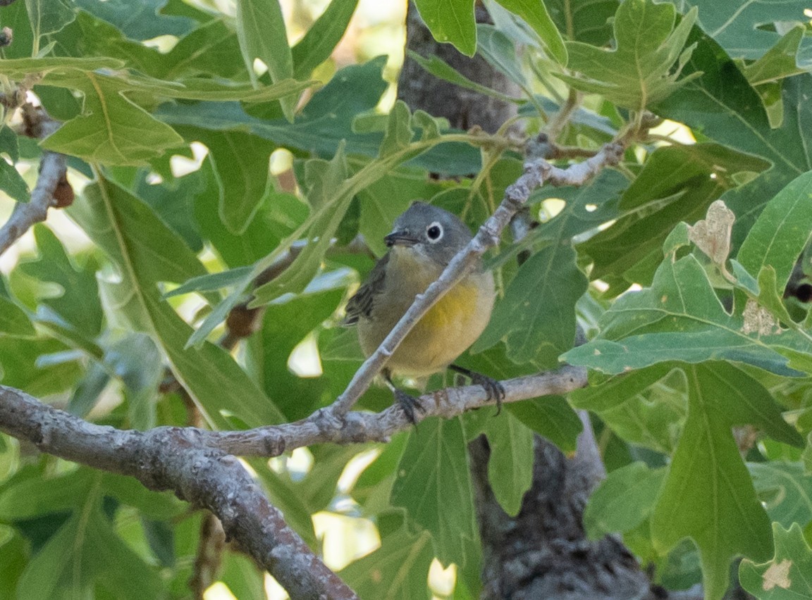 Virginia's Warbler - ML640063962