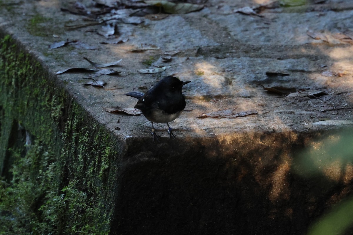 Madagascar Magpie-Robin - ML640063977