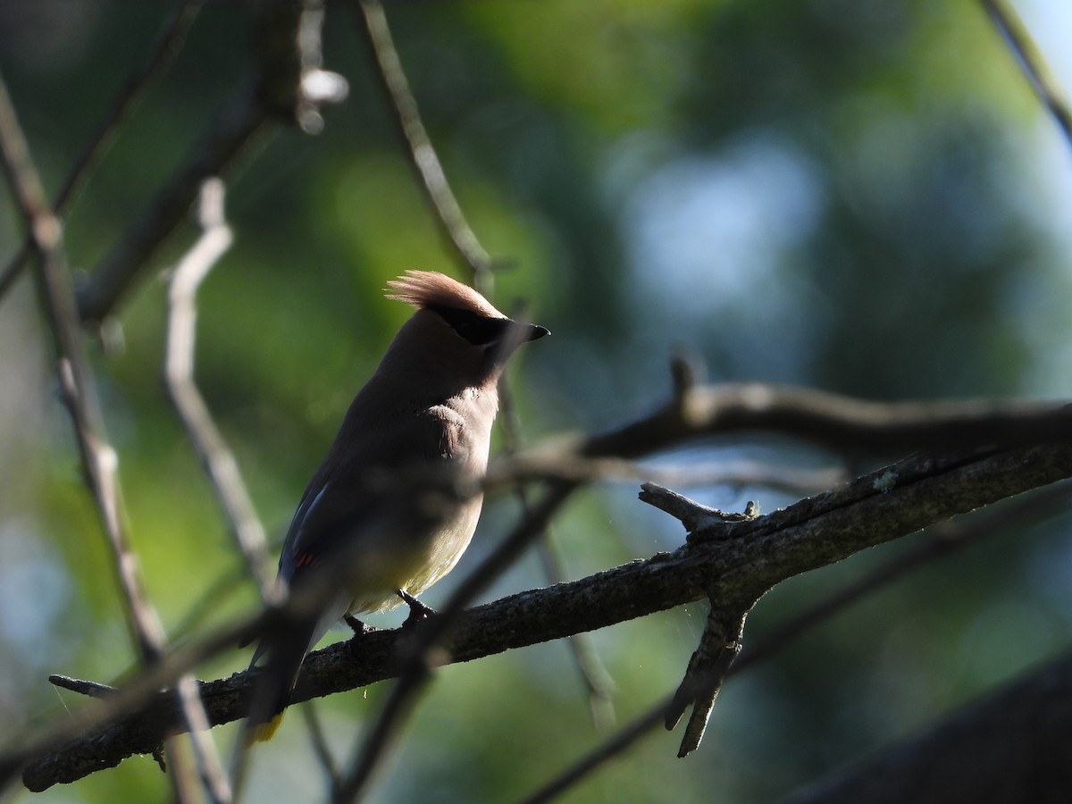 Cedar Waxwing - ML640064012