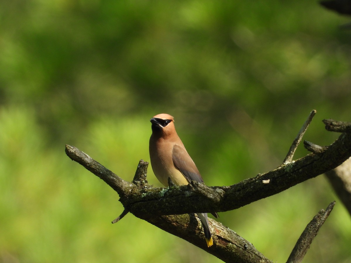 Cedar Waxwing - ML640064013