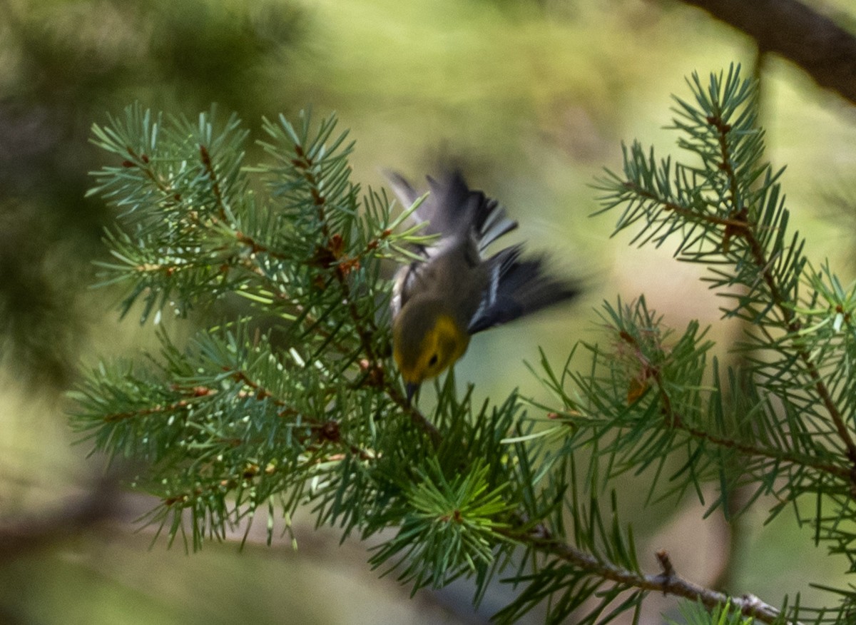 Hermit Warbler - ML640064031
