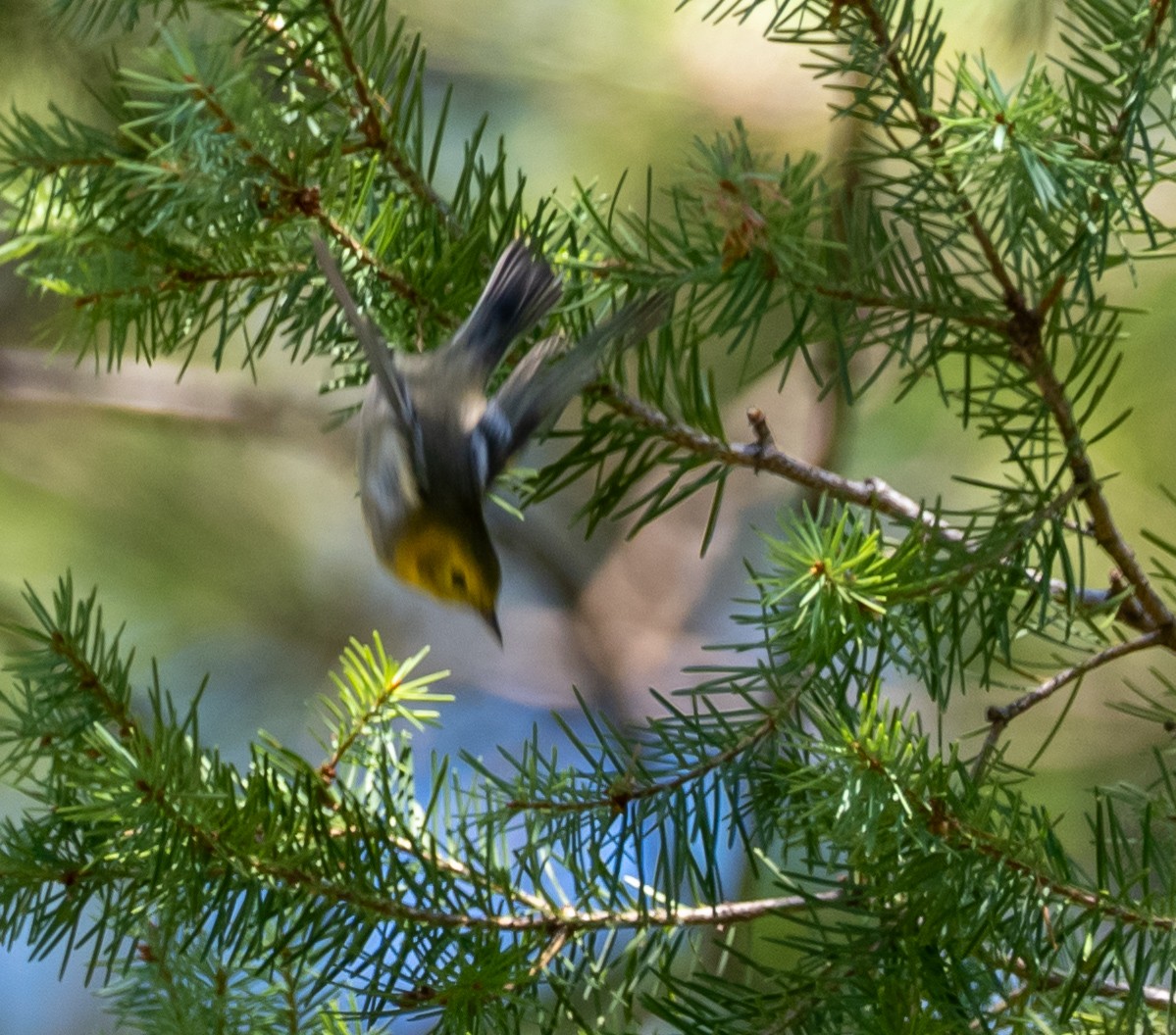 Hermit Warbler - ML640064032