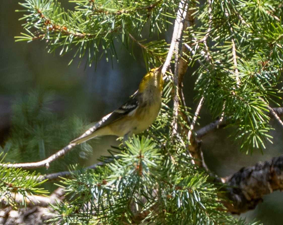 Hermit Warbler - ML640064033