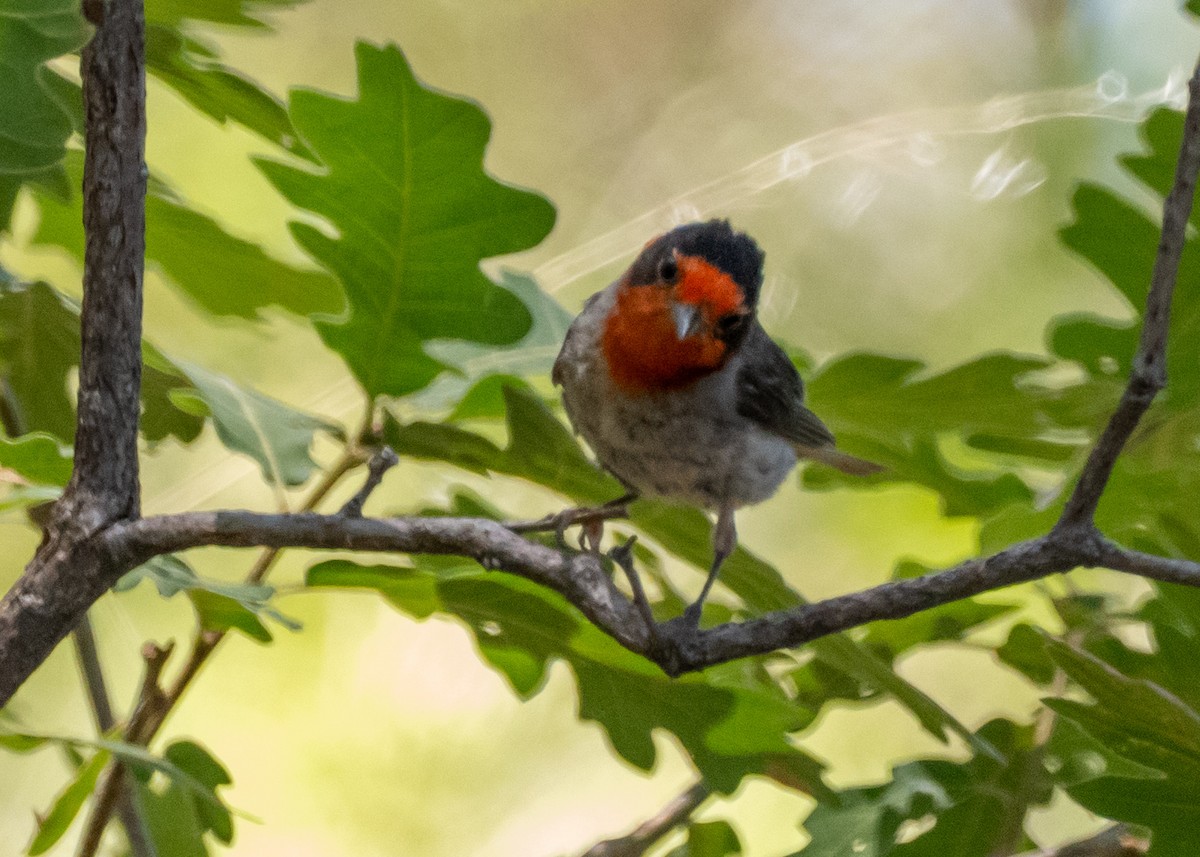 Red-faced Warbler - ML640064044