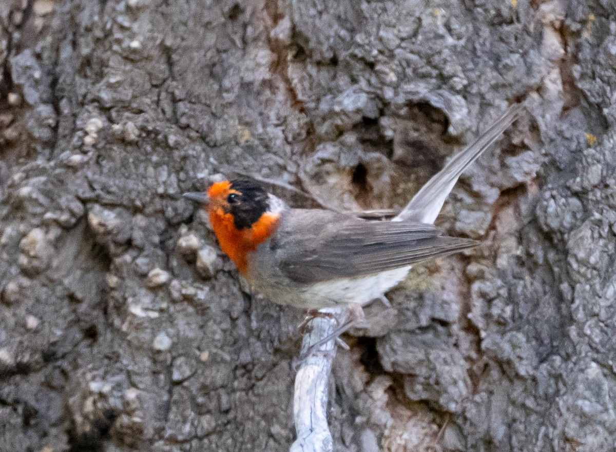 Red-faced Warbler - ML640064045