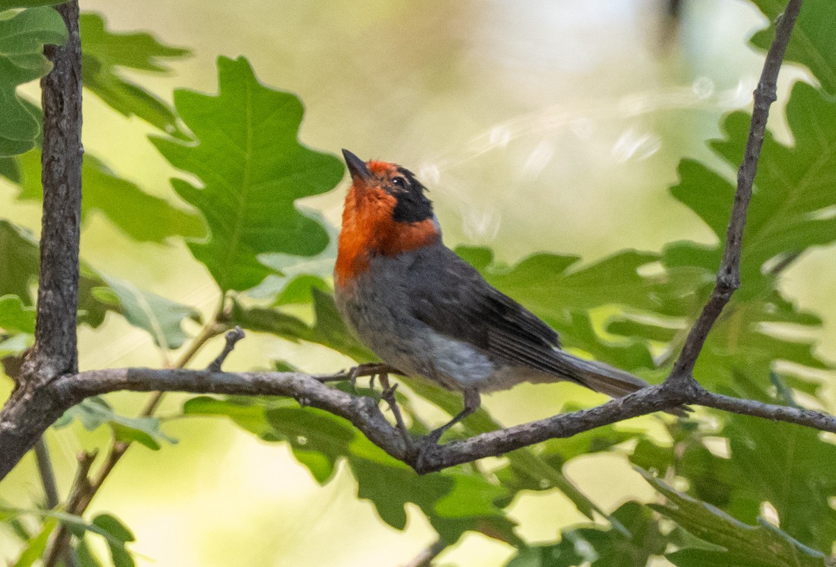 Red-faced Warbler - ML640064046