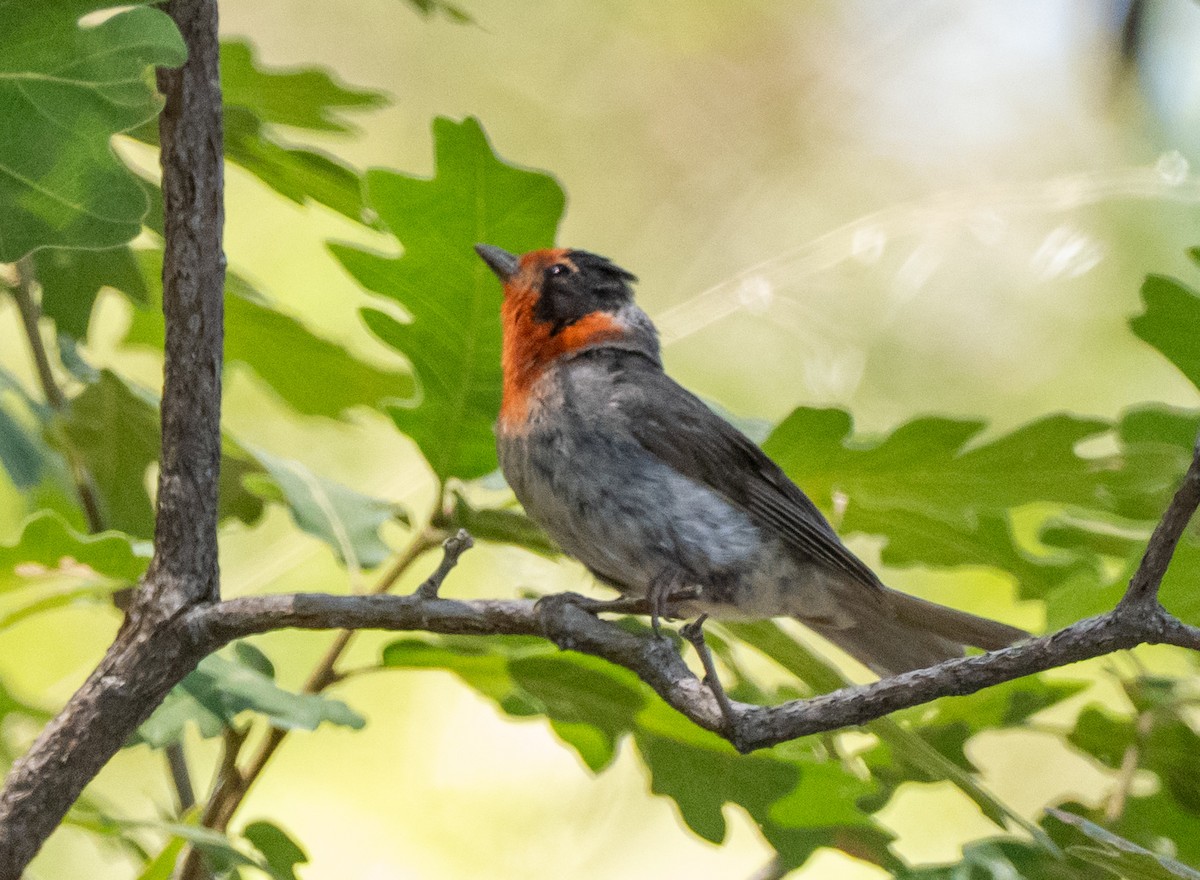 Red-faced Warbler - ML640064047