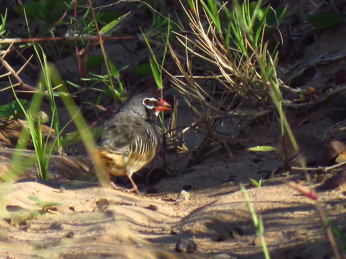 Quailfinch - ML640064051