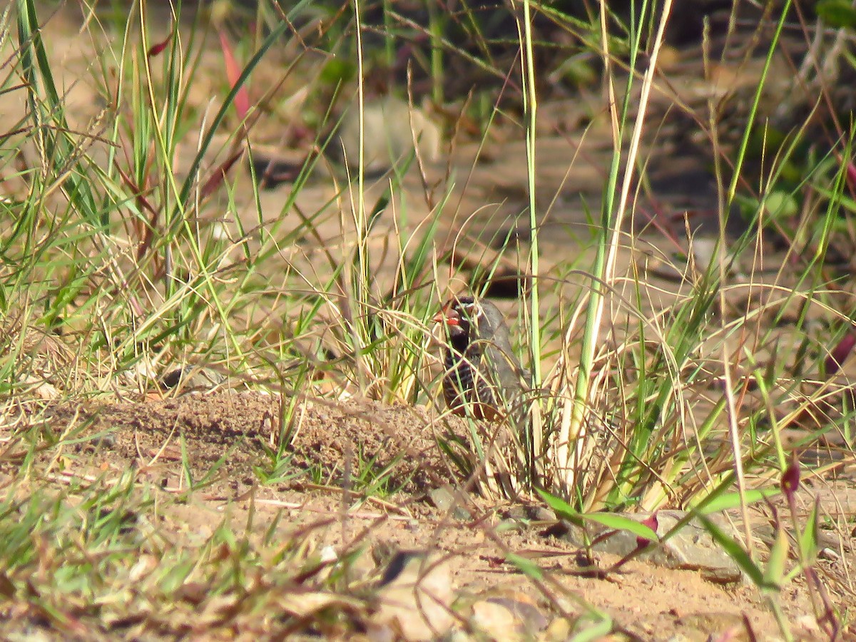 Quailfinch - ML640064052