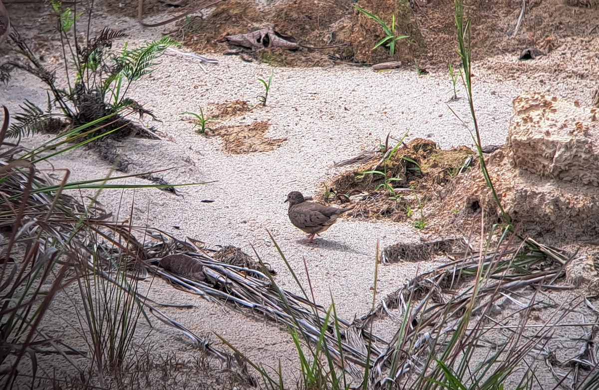 Common Ground Dove - ML640064053