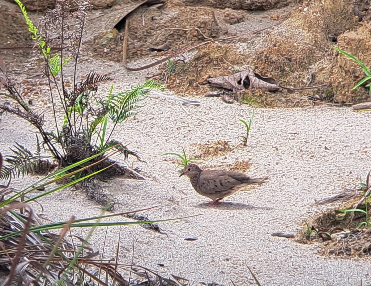 Common Ground Dove - ML640064054