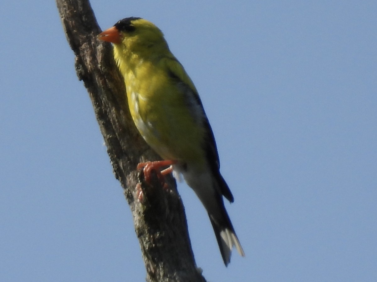 American Goldfinch - ML640064151