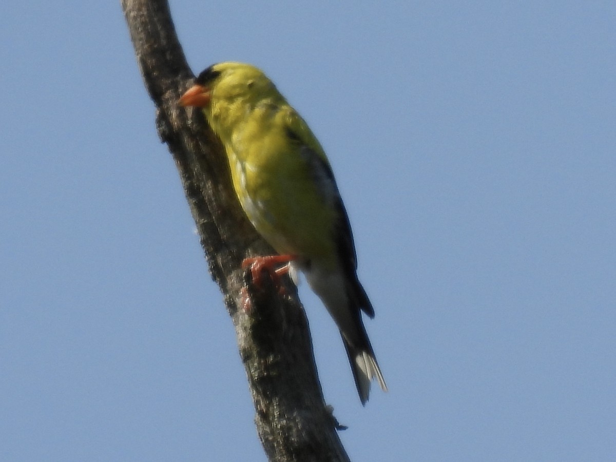 American Goldfinch - ML640064153