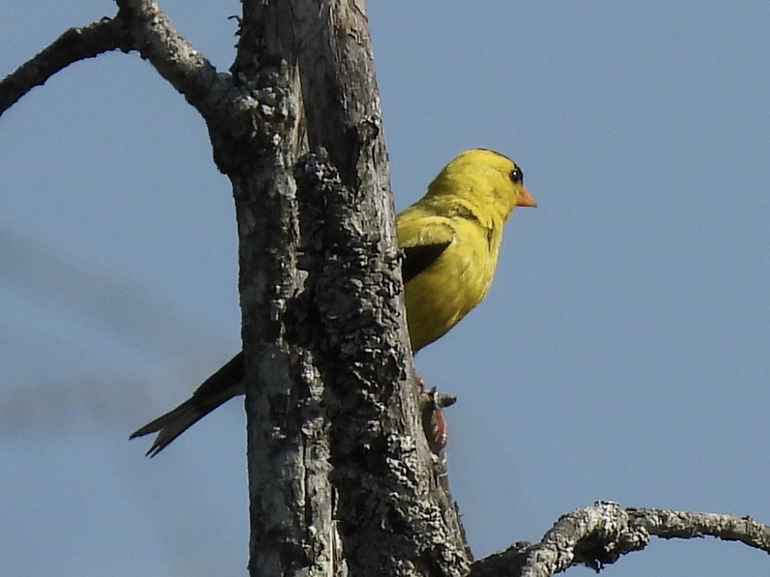 American Goldfinch - ML640064154