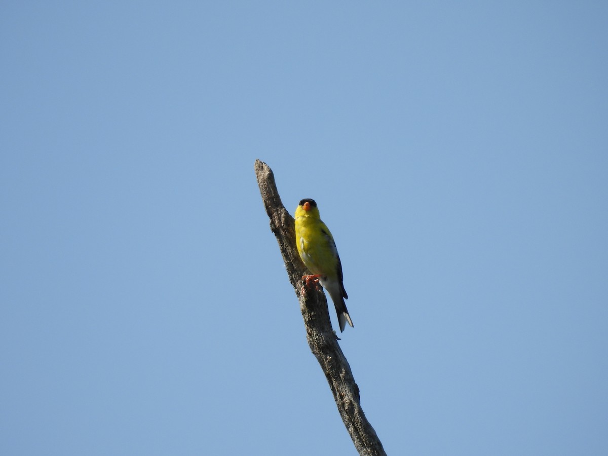 American Goldfinch - ML640064155
