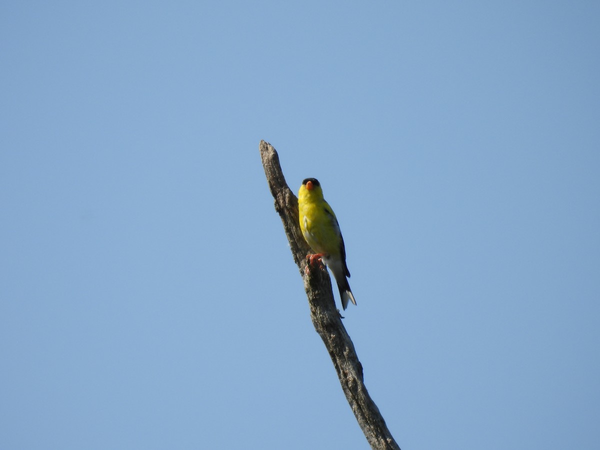 American Goldfinch - ML640064156