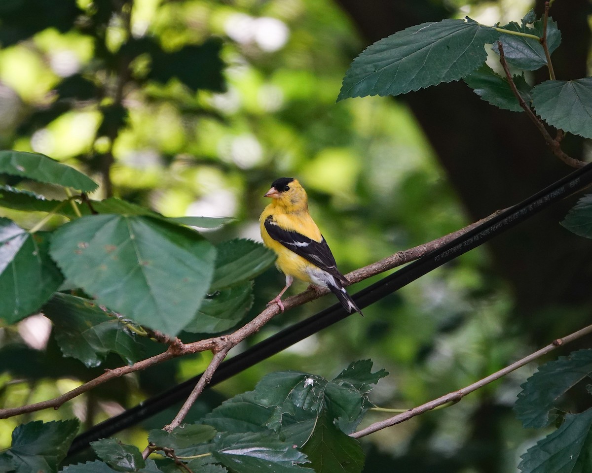 American Goldfinch - ML640064192