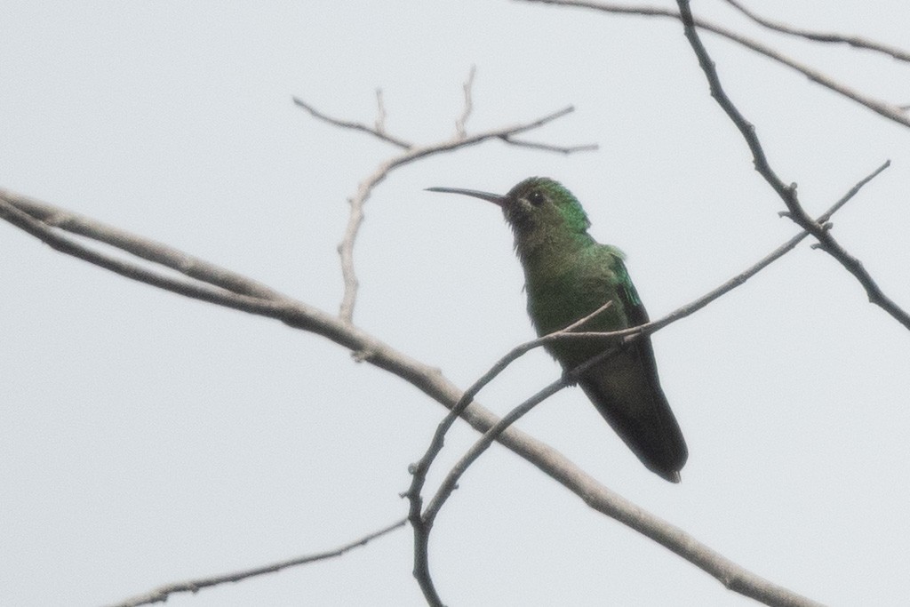 Green-tailed Goldenthroat - ML640064277