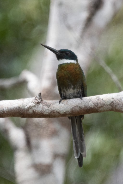 Bronzy Jacamar - ML640064323