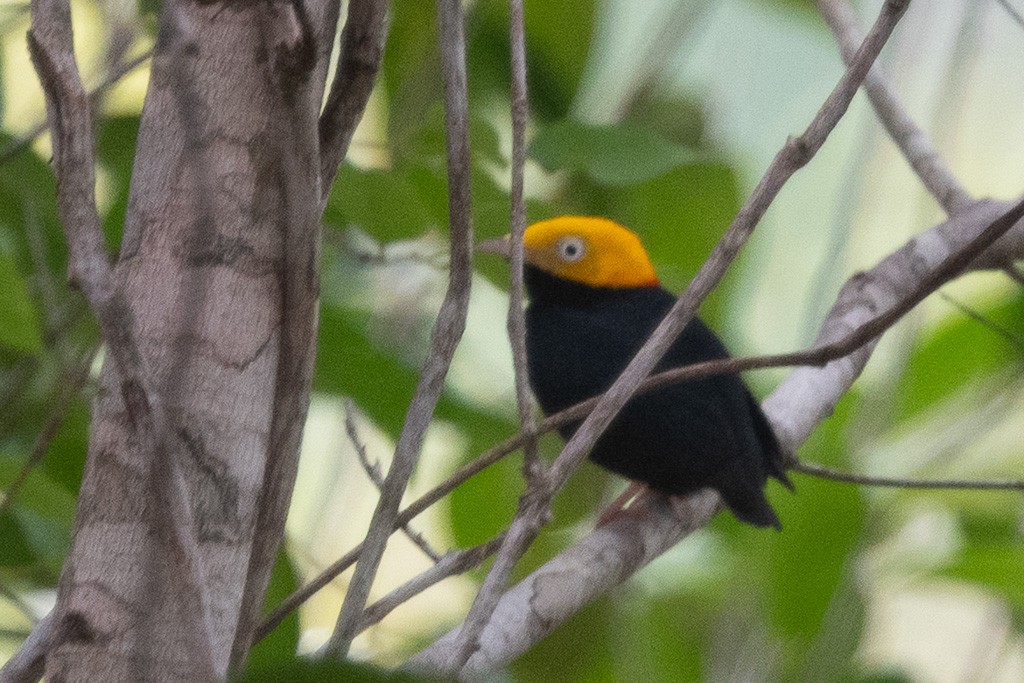 Golden-headed Manakin - ML640064344