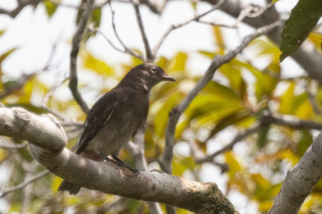 Pompadour Cotinga - ML640064355