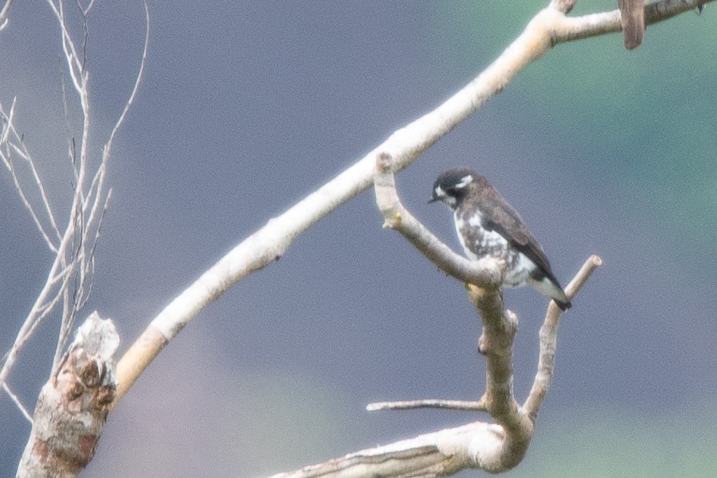 White-browed Purpletuft - ML640064366