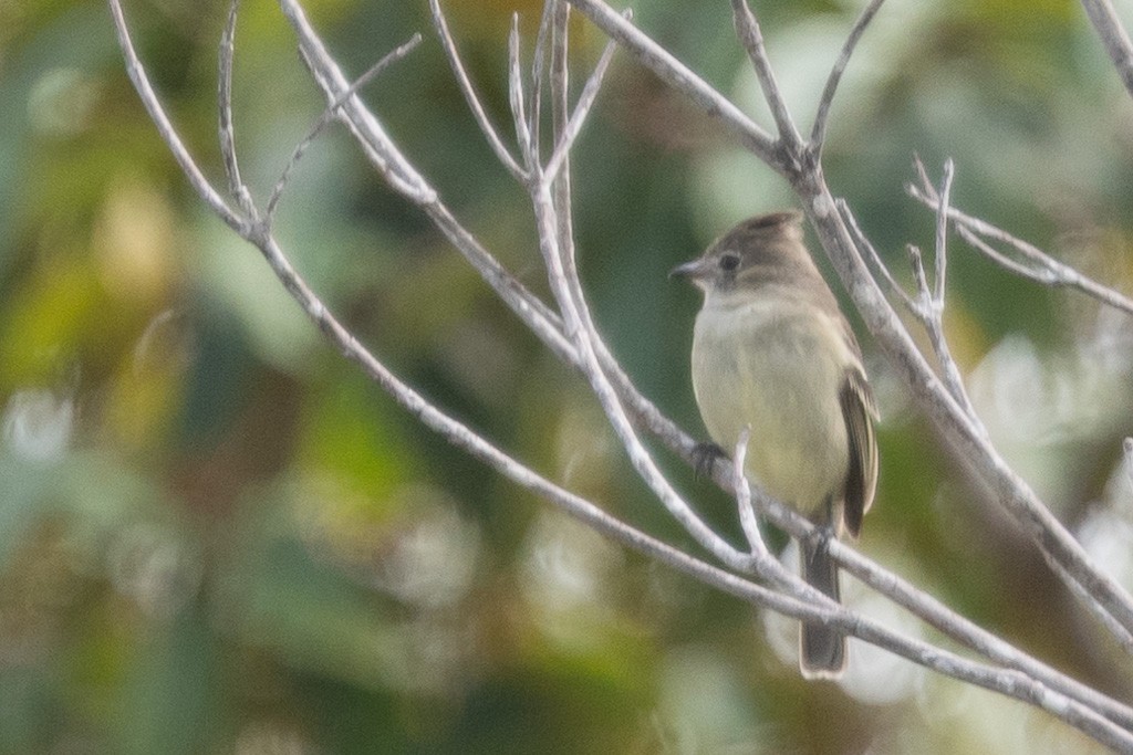 Plain-crested Elaenia - ML640064368
