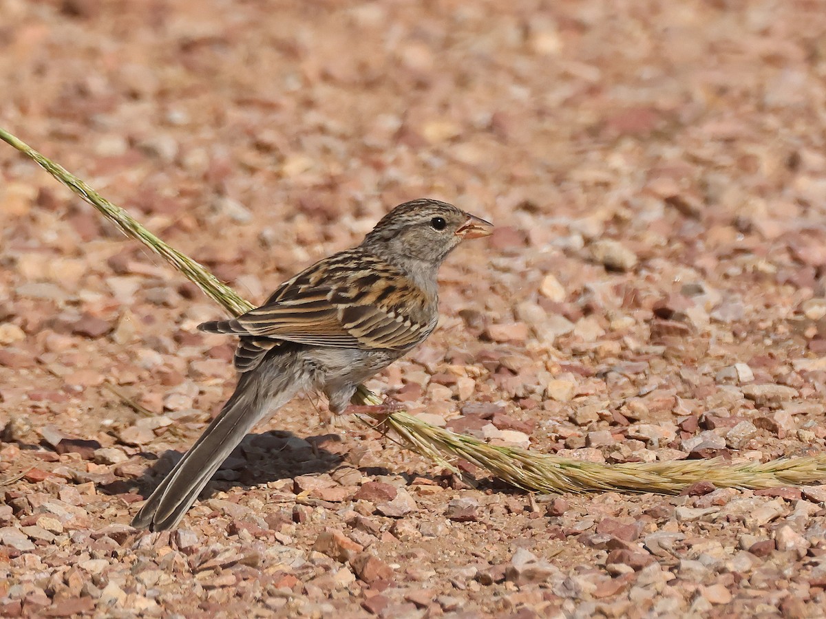 Chipping Sparrow - ML640064379