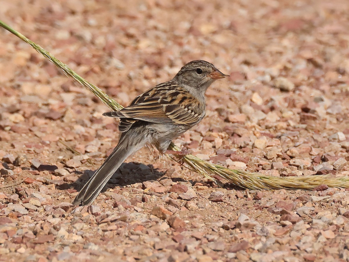 Chipping Sparrow - ML640064380