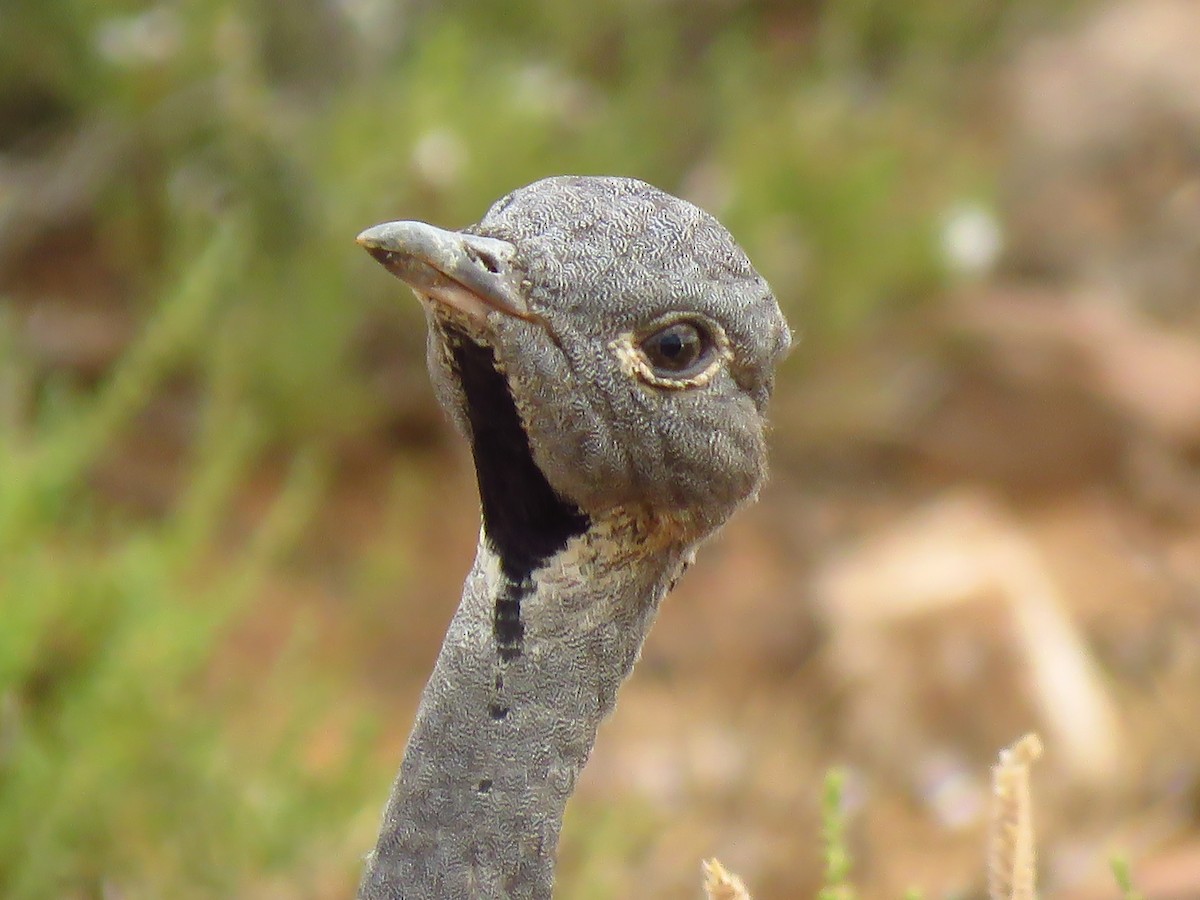 Karoo Bustard - ML640064382