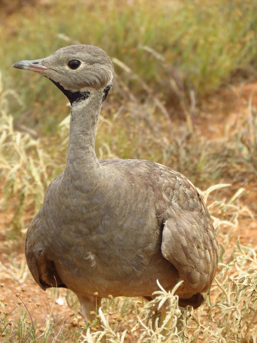Karoo Bustard - ML640064383