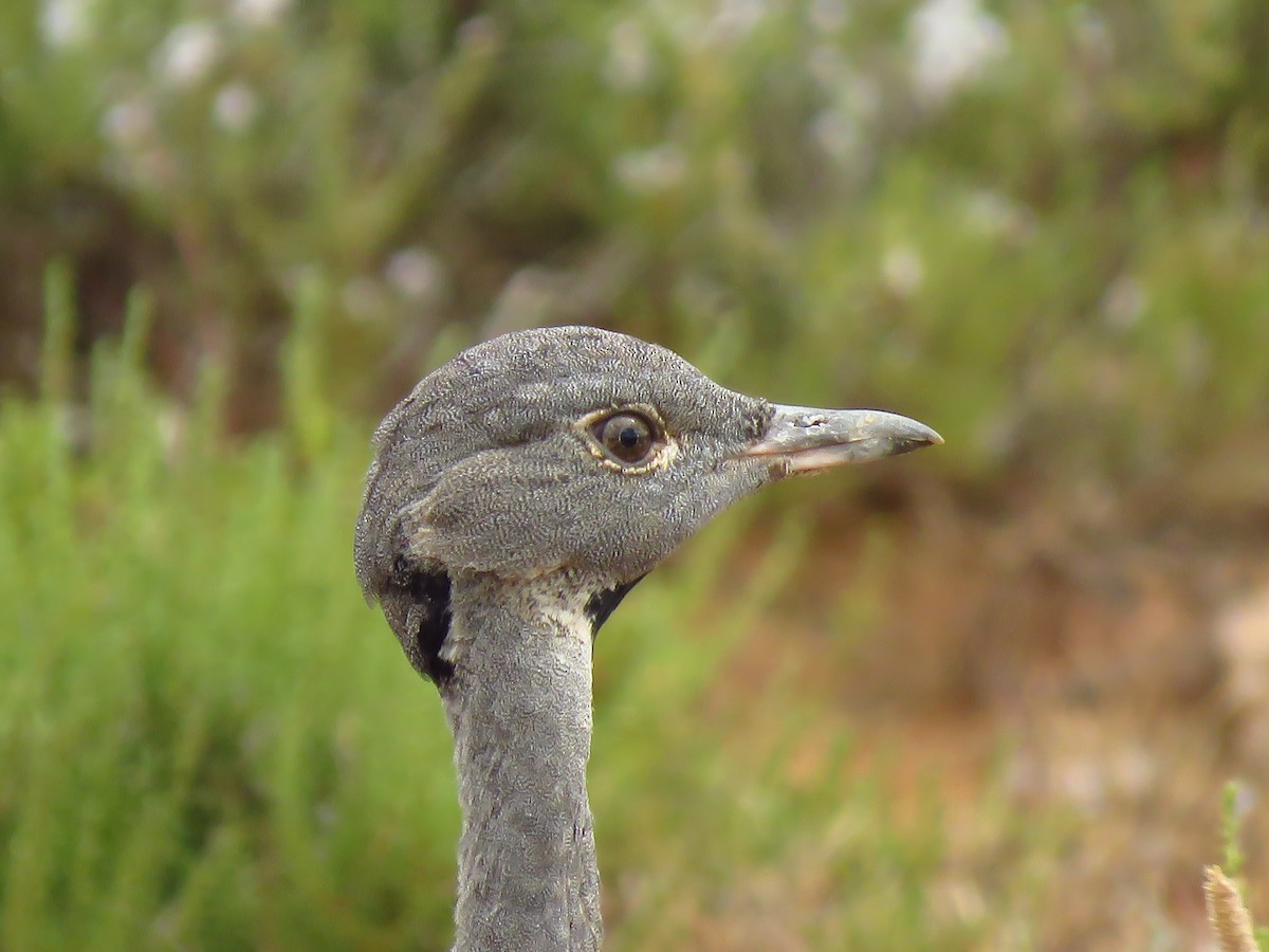 Karoo Bustard - ML640064387
