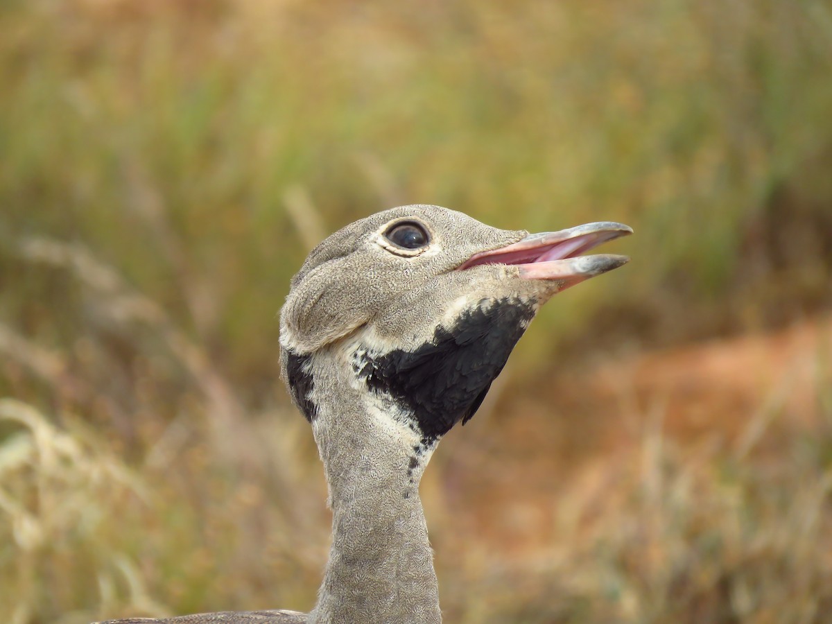 Karoo Bustard - ML640064388