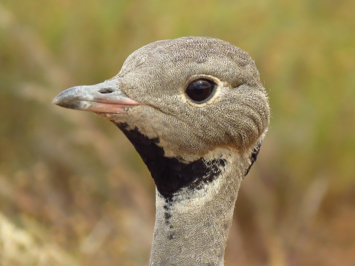 Karoo Bustard - ML640064389