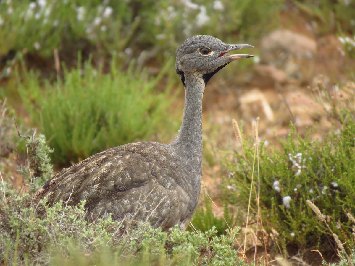 Karoo Bustard - ML640064391