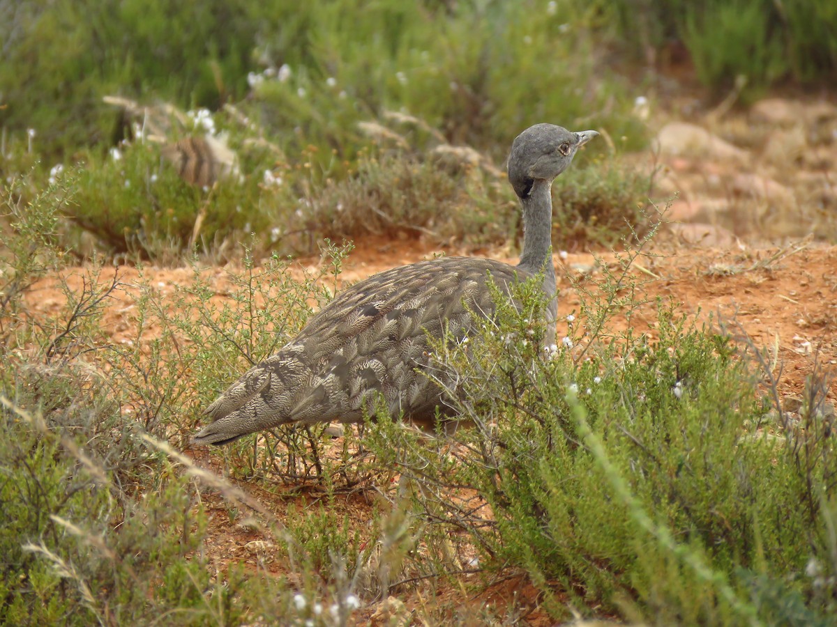 Karoo Bustard - ML640064393