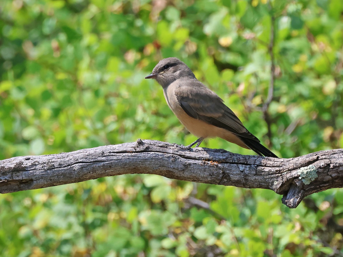 Say's Phoebe - ML640064412