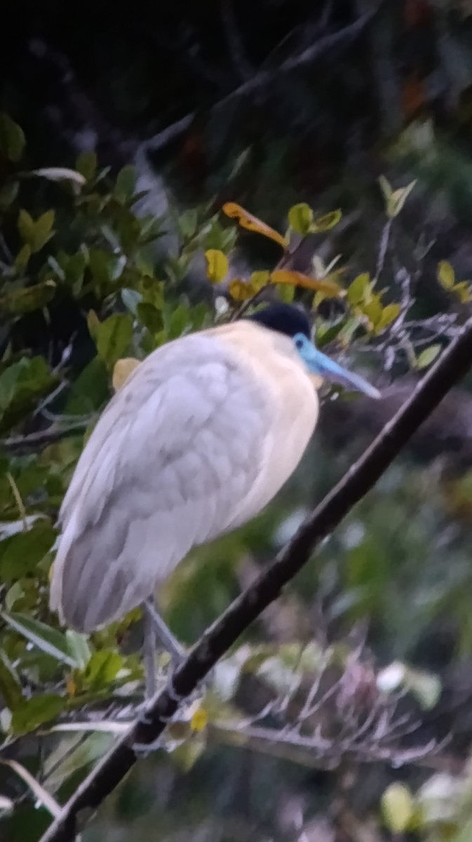 Capped Heron - ML640064439