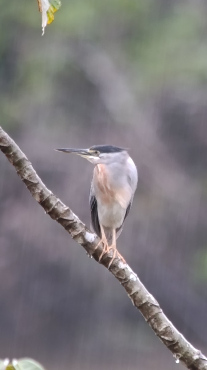 Striated Heron - ML640064444