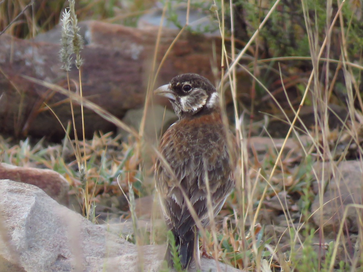 Chestnut-backed Sparrow-Lark - ML640064548