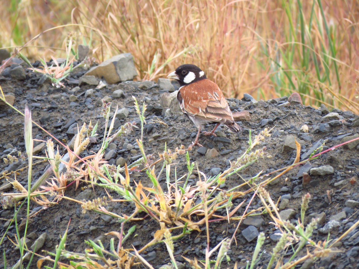 Chestnut-backed Sparrow-Lark - ML640064551