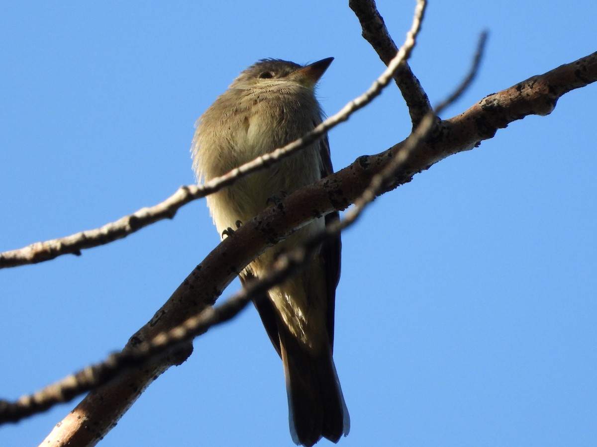 Western Wood-Pewee - ML640064574
